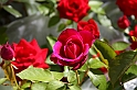 Festa delle rose_47